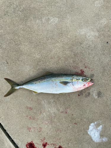 イナダの釣果