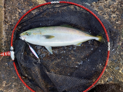 イナダの釣果