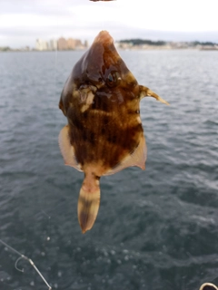 カワハギの釣果