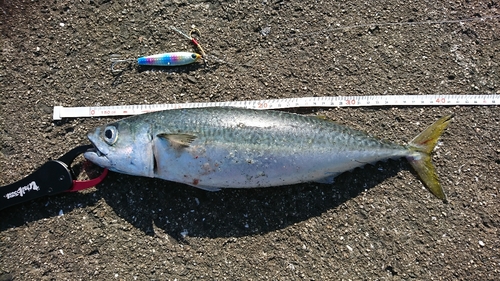 サバの釣果