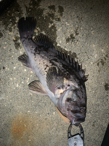 ソイの釣果