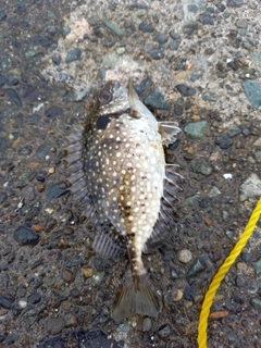 アイゴの釣果