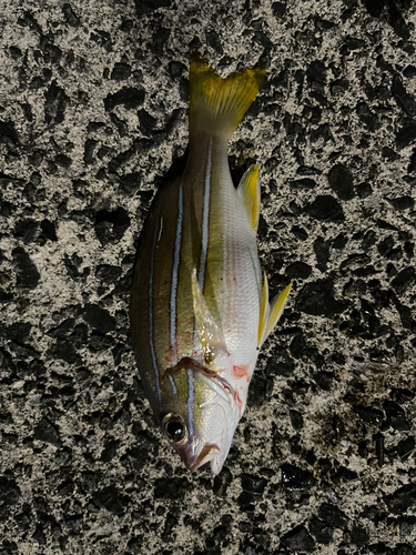 ヨスジフエダイの釣果