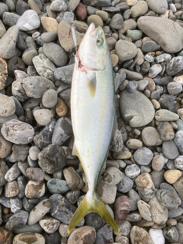 ハマチの釣果