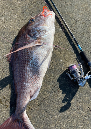 マダイの釣果