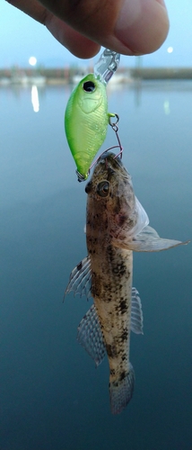 ハゼの釣果