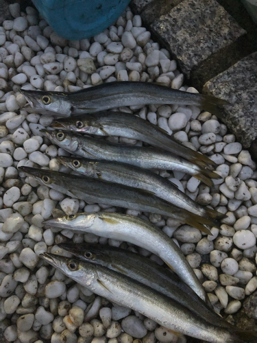 カマスの釣果