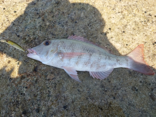 マトフエフキの釣果