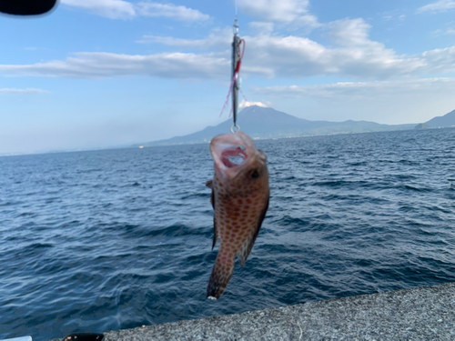 オオモンハタの釣果