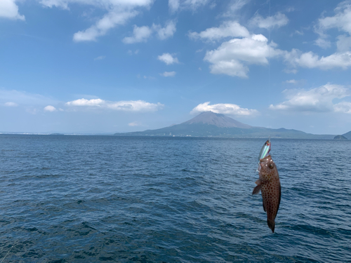 オオモンハタの釣果