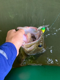 ラージマウスバスの釣果