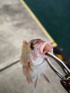 チャリコの釣果