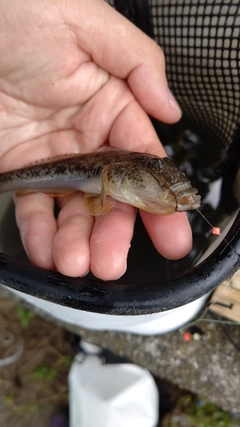 マハゼの釣果