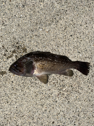 クロソイの釣果