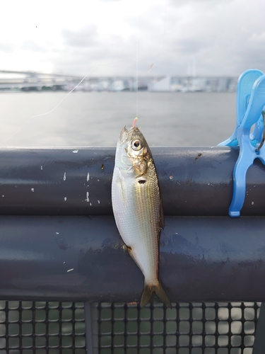 コハダの釣果