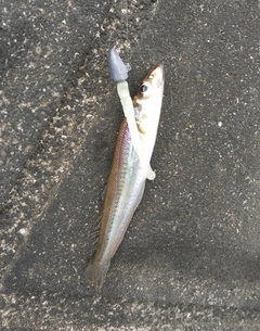 シロギスの釣果