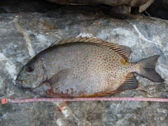 カーエーの釣果