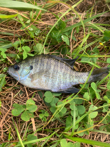 ブルーギルの釣果