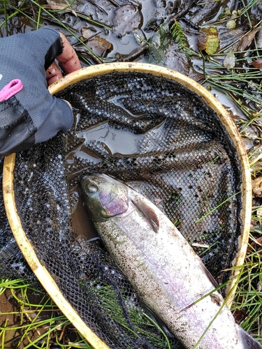 ニジマスの釣果