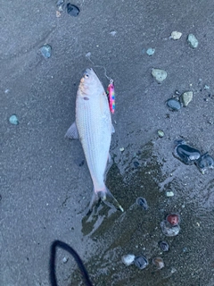 コノシロの釣果