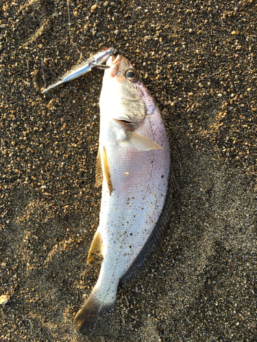 イシモチの釣果