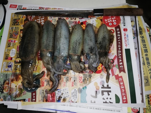 アオリイカの釣果