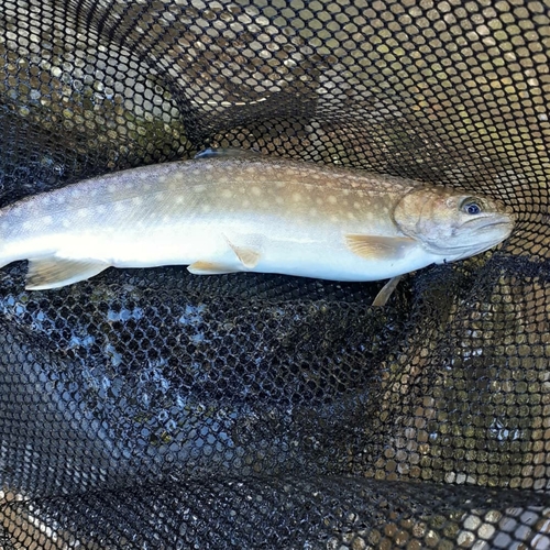 イワナの釣果