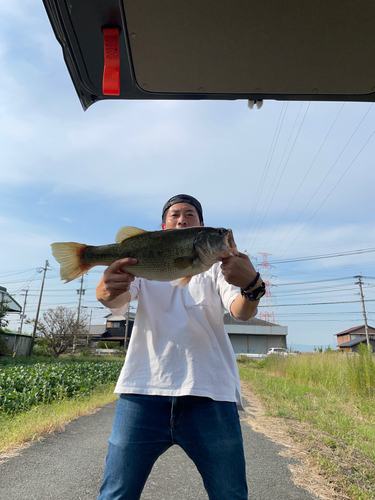 ブラックバスの釣果