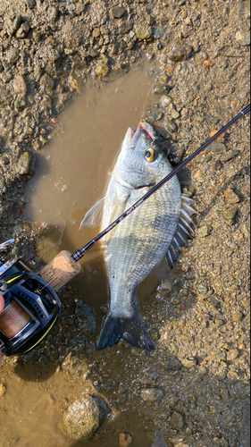 ミナミクロダイの釣果