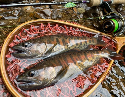 ヤマメの釣果