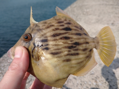 カワハギの釣果