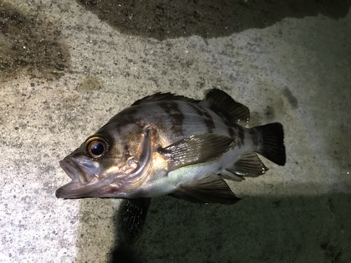 メバルの釣果