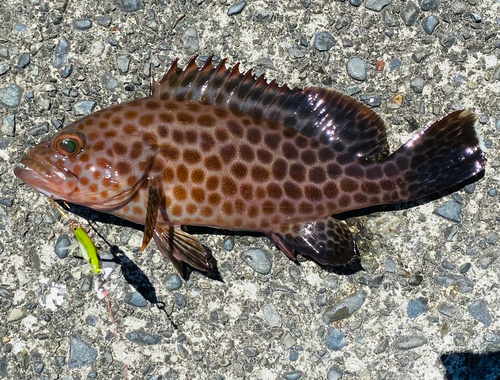 オオモンハタの釣果