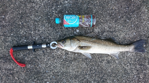 フッコ（マルスズキ）の釣果