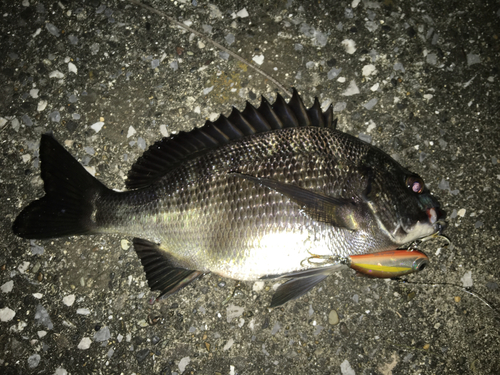 チヌの釣果