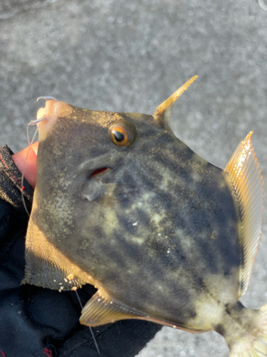 カワハギの釣果