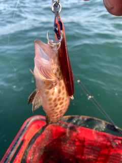 オオモンハタの釣果