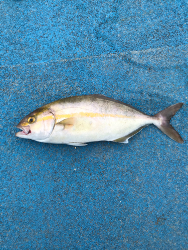 ショゴの釣果