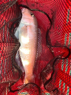 シロアマダイの釣果