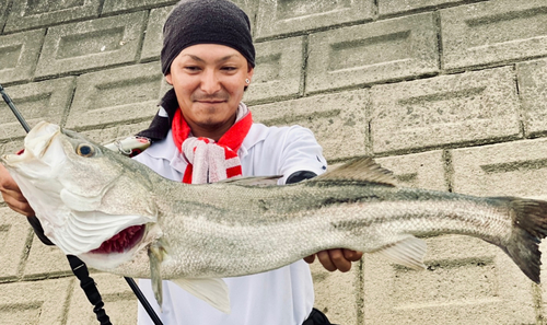 スズキの釣果