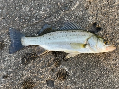 セイゴ（タイリクスズキ）の釣果