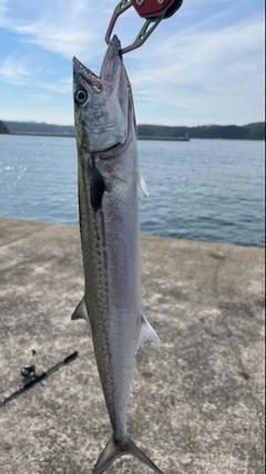 サゴシの釣果