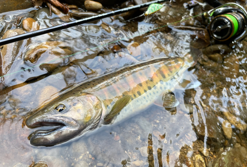 ヤマメの釣果