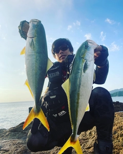 ハマチの釣果