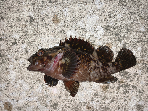 オウゴンムラソイの釣果