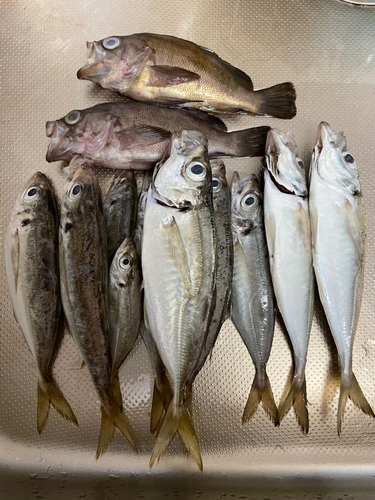 アジの釣果