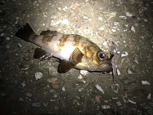 メバルの釣果