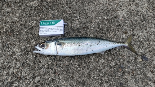 サバの釣果