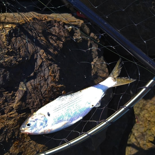 コノシロの釣果