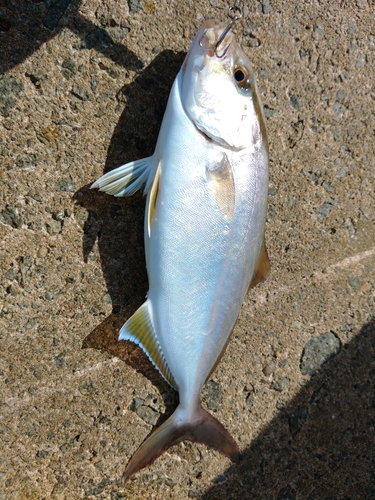 ネリゴの釣果